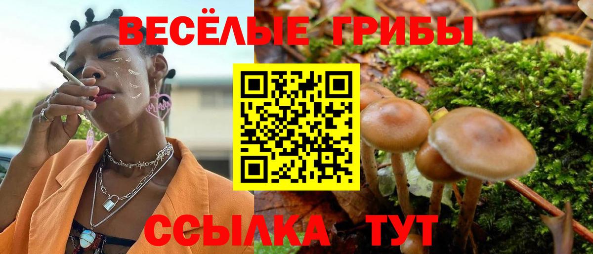 Псилоцибиновые грибы Psilocybine cubensis Балаково